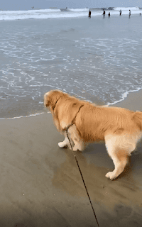 Conoce a Chester, que ama el mar, pero no la idea de mojarse las patas