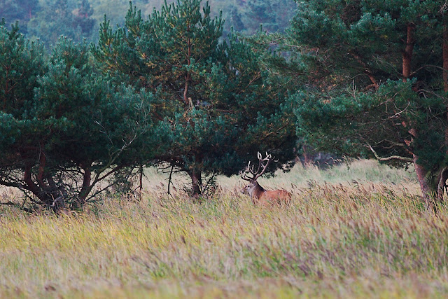 Hirsch darß ostsee olympus