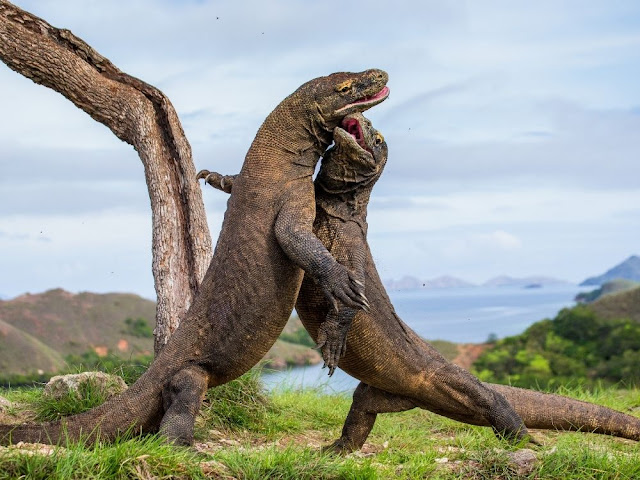 Komodo Dragon is Monster-like