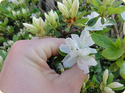 Rhododendron