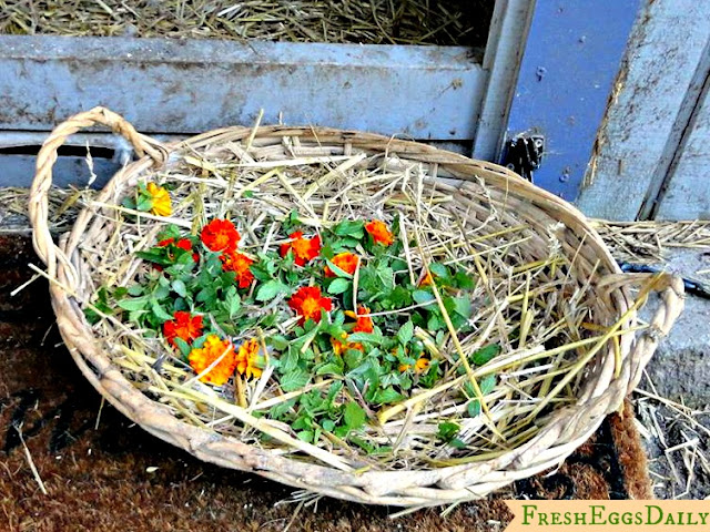 Marigolds For Orange Egg Yolks And Healthy Chickens