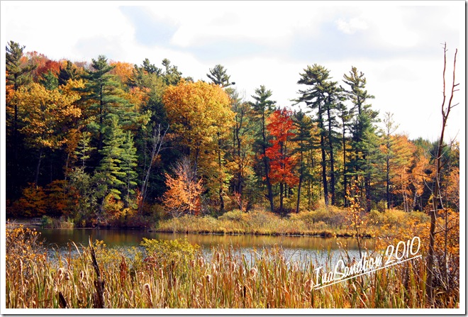 late summer colour with logo