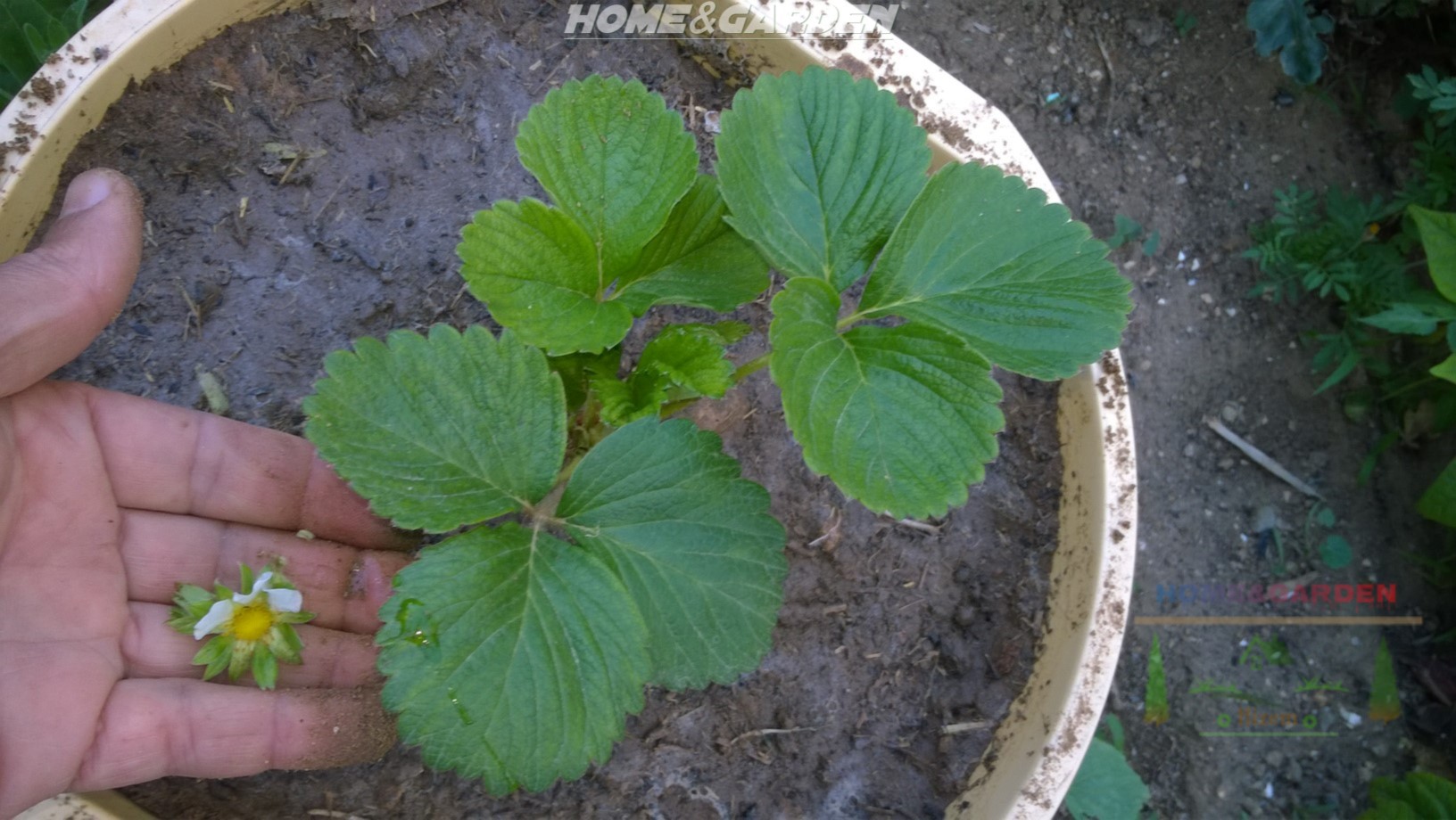 Your new plants need all the energy they can muster to take good roots in the container.  If they expend the energy on berry production, they will not establish themselves well.  This can compromise the plant’s future production as well. This results in smaller, puny strawberries. So you have to pinch off or cut off all flowers from every new strawberry plant for the first growing season