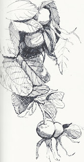 ink drawing of four rose hips in groups of two