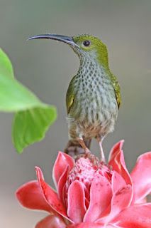 Jenis Burung Pijantung (cucuk jantung) di Indonesia