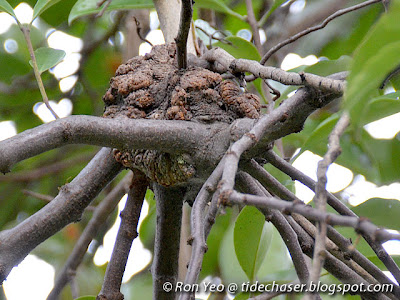 Common Malayan Mistletoe (Dendrophthoe pentandra)