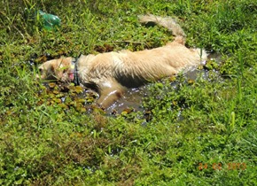 Pets Adventure 10 (6_1) (25)
