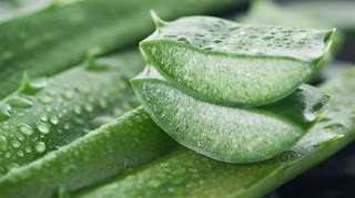 Aloe Vera Para Rosacea