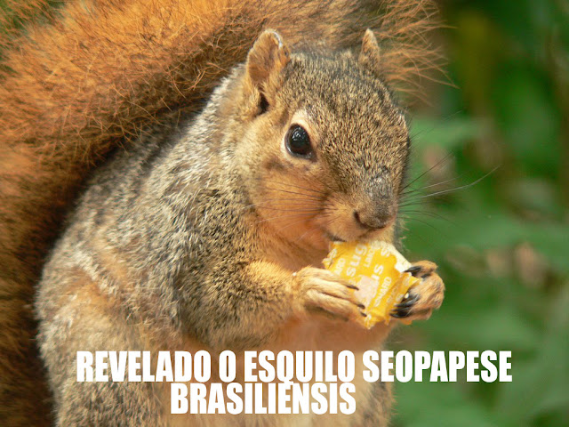 esquilo seopapese brasiliensis