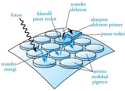 Kerja fotosistem I 2