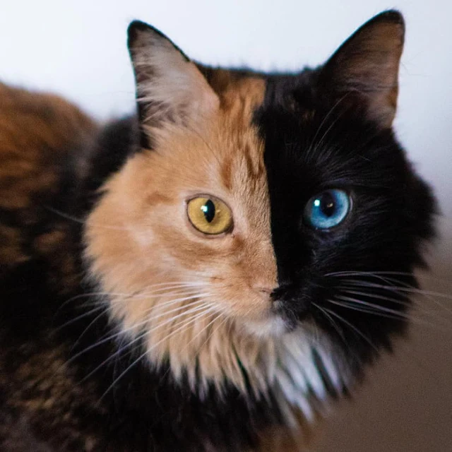 Introducing-Quimera-the-Breathtaking-Feline-with-T͏wo͏-D͏i͏ffe͏r͏e͏n͏t͏-Fa͏c͏e͏s͏-cats-stories