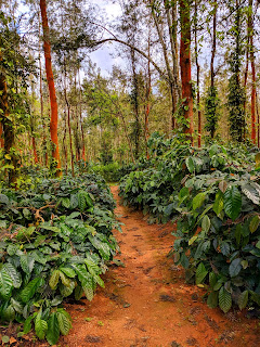 Coffee plantation in resort