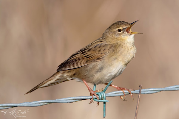 Grasshopper warbler