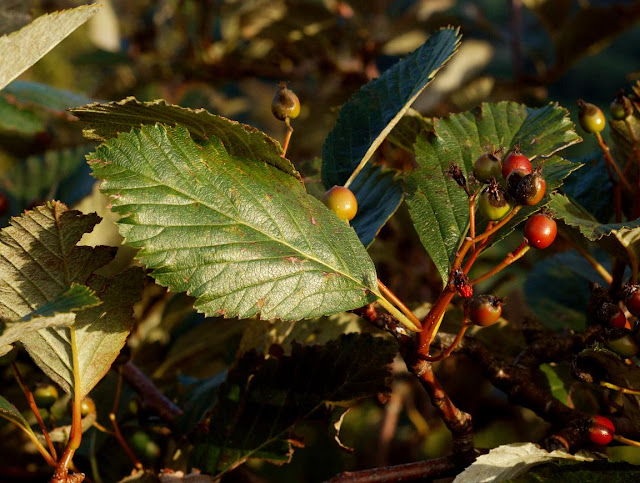 Ария скалистая / Рябина скалистая (Aria rupicola, =Sorbus salicifolia)