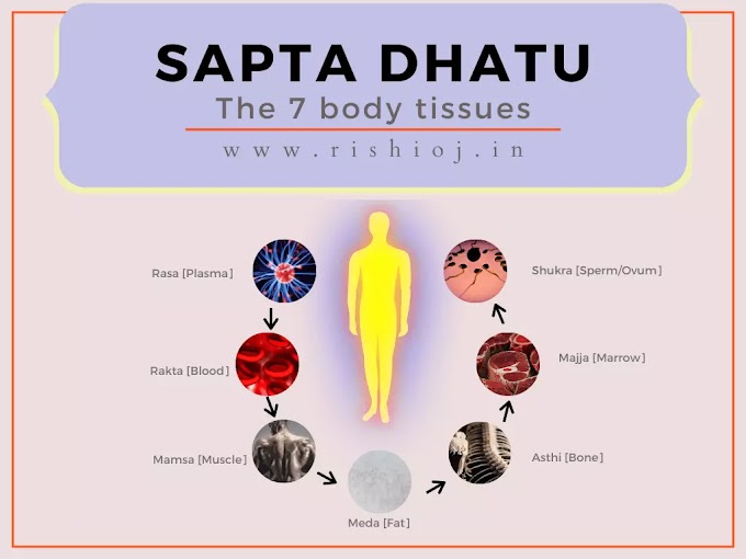 Saptadhatu in Ayurveda - The Seven Body Tissues