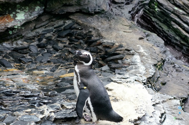 pingwiny lizobna ocenarium