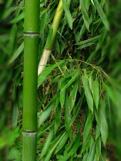 cara-mematikan-pohon-bambu.jpg