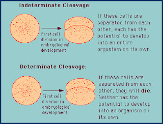 Types Of Cleavage In Egg