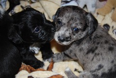 Al&Joepups3wks &4days 004