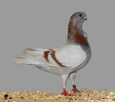 Italian Owl Pigeon