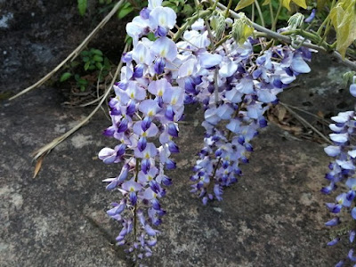 自生する藤の花