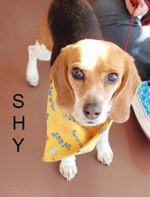 Adoptable Beagle named Shy