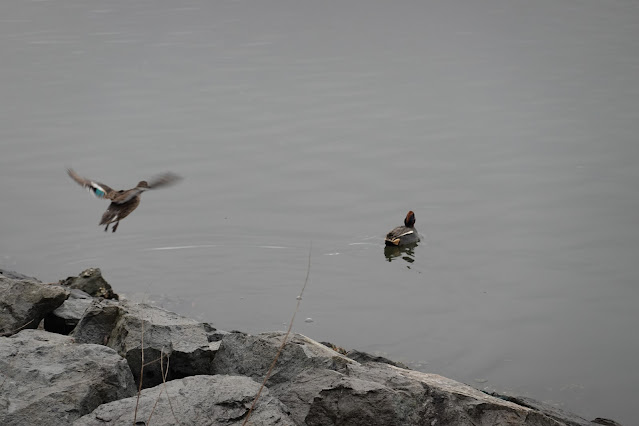 鳥取県米子市彦名新田 米子水鳥公園