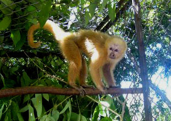 Blonde capuchin