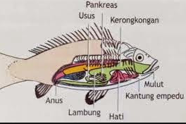 HORMON INSULIN DAN METABOLISME IKAN