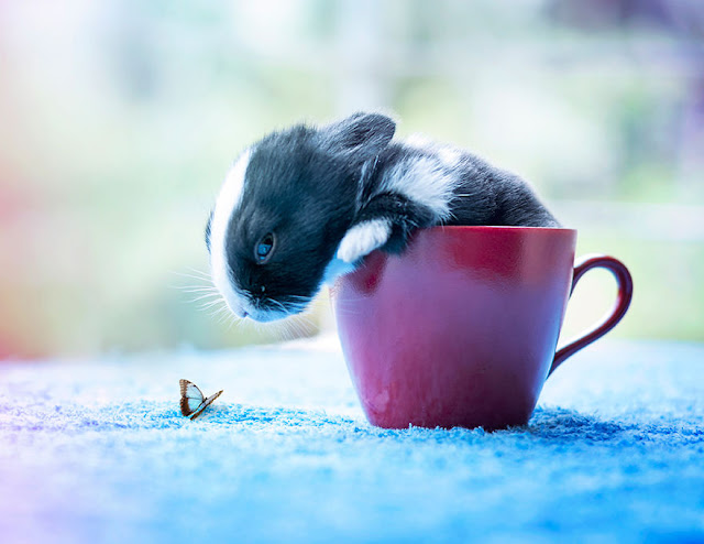 Fotógrafo registra os dez primeiros meses da vida de um coelho