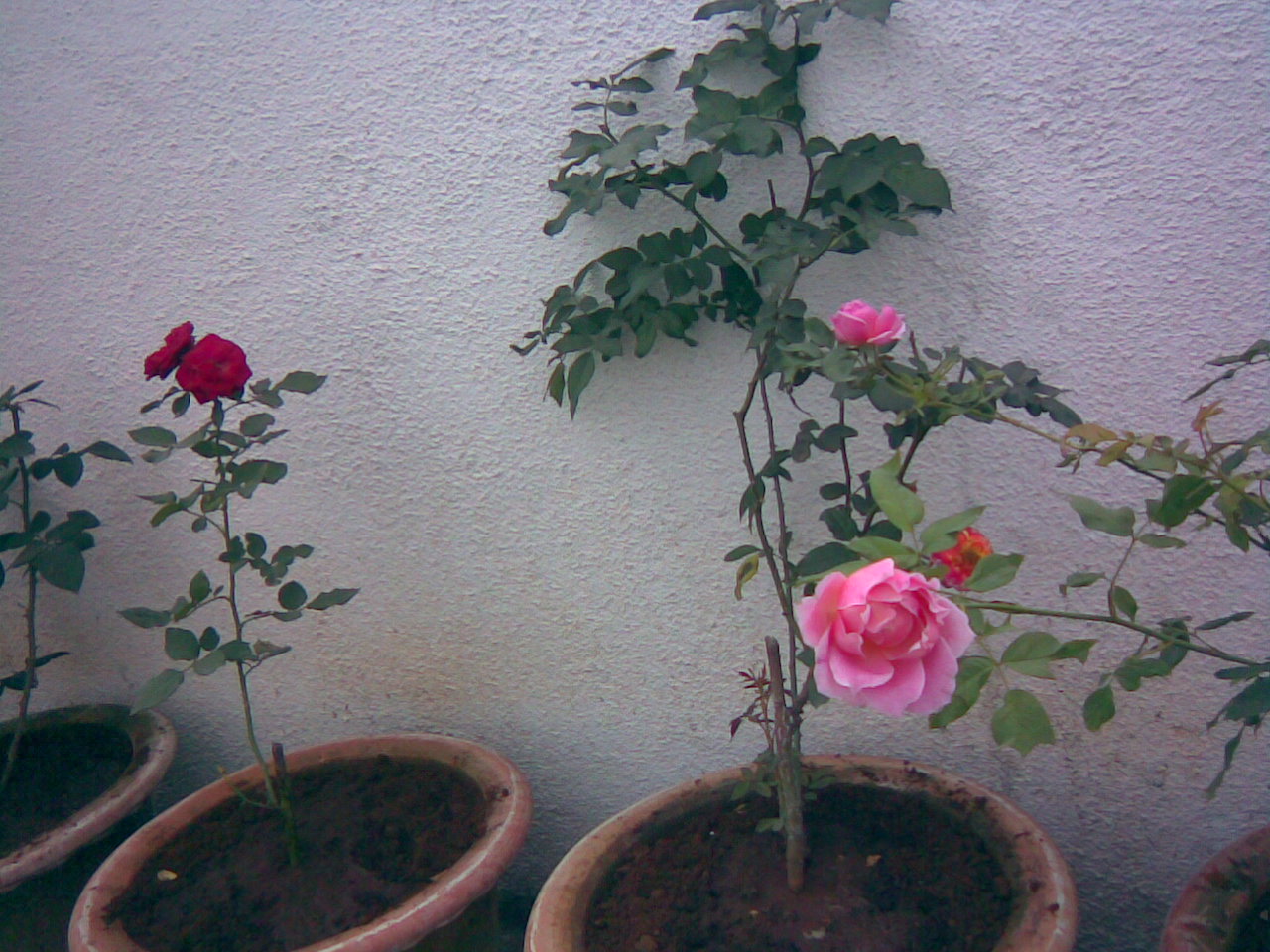 https://blogger.googleusercontent.com/img/b/R29vZ2xl/AVvXsEiSiUA3ew_1MzKFckju4lH9ihJJwoGwS_S6RlchY0nVxh2Cwb0MApNujc4FKMMi8VmRGkrWySjIFnYdgrMpohyphenhyphen3x2Q0MeVMBiuo2eRVDyOpt1obAU5l6INodMX2p0EzjxZEYkmPHROLi_r3/s1600/pink+red+roses+plant+in+my+garden+ree+pictures+of+roses%252C+rose+clipart+and+wallpaper.+Free+rose+greeting+cards.jpg