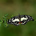 Common Lime Butterfly