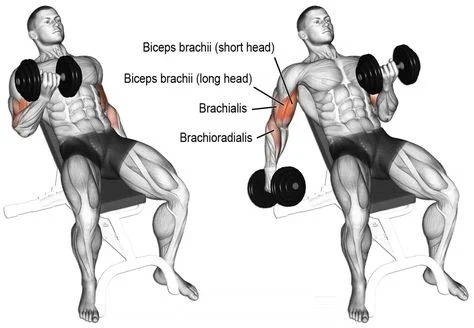 Seated Incline Biceps Curl
