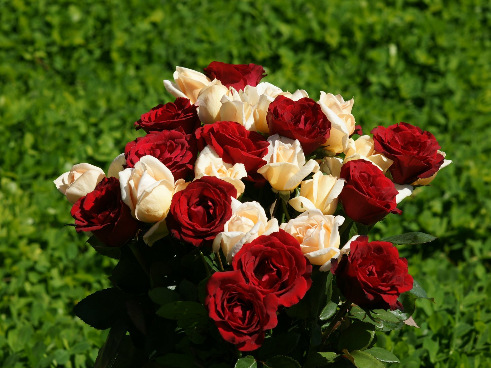 The best top desktop roses wallpapers hd rose wallpaper 21 bundle of red and white roses