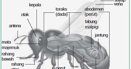Filum Arthropoda: Struktur Tubuh, Sistem Reproduksi, Jenis 