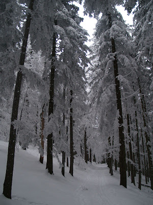 Abetina di Campigna