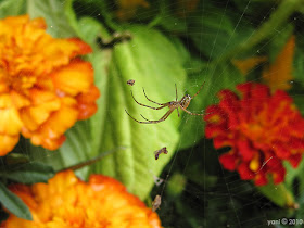 sydney spider