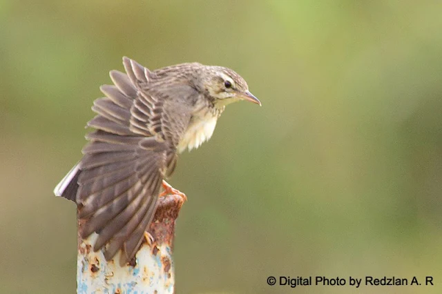 Paddyfield Pipit (Anthus rufulus)- preening