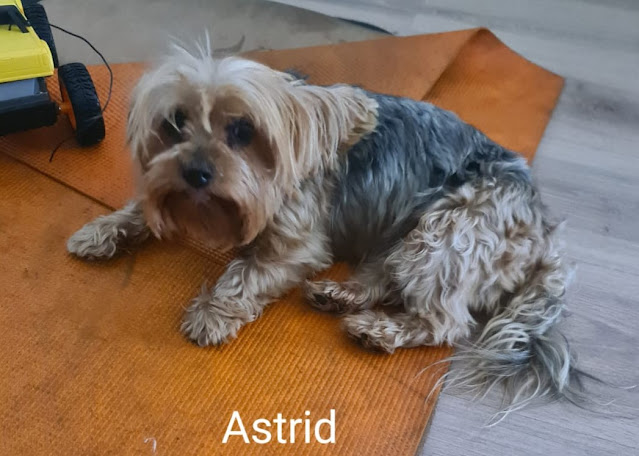 Astrid 8 year old female Yorkshire Terrier