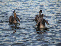 Pelicans with Pelican at Mosquito Creek, SC