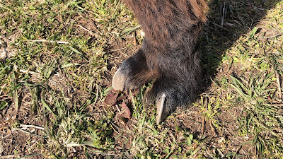 茶色アルパカの爪の写真