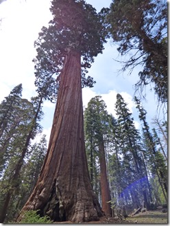 A Sequoia Tree, Grant Grove