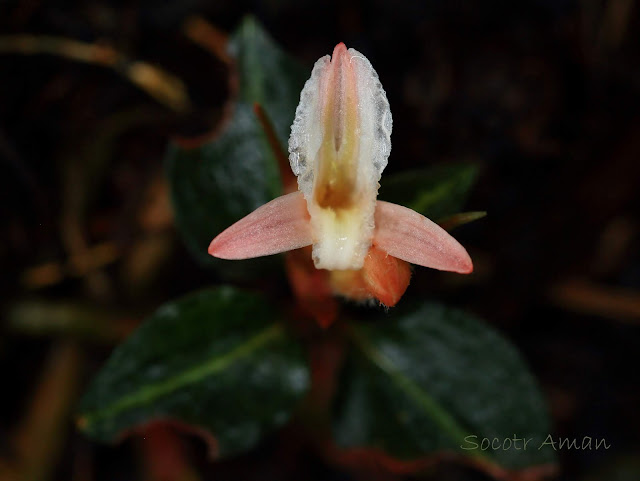 Goodyera biflora