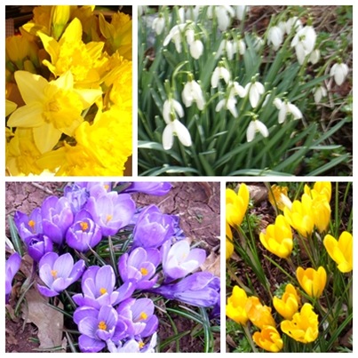 spring crocus