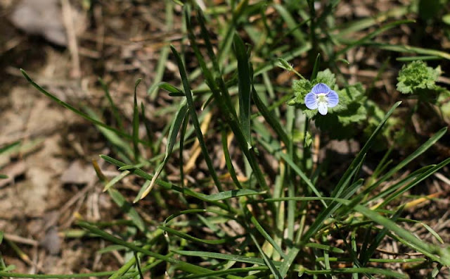 Veronica Persica Flowers Pictures