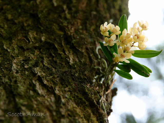 Thrixspermum japonicum