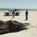 Hallan ballena rorcual muerta en Sonora