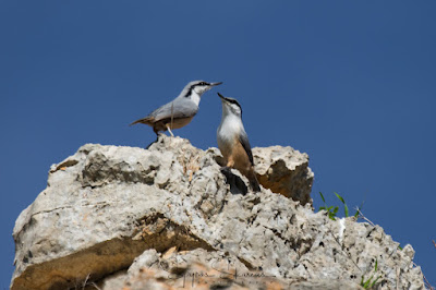 Western Rock Nuthatch GREECE BIRD TOURS