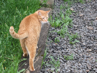 Orange tabby barn cat