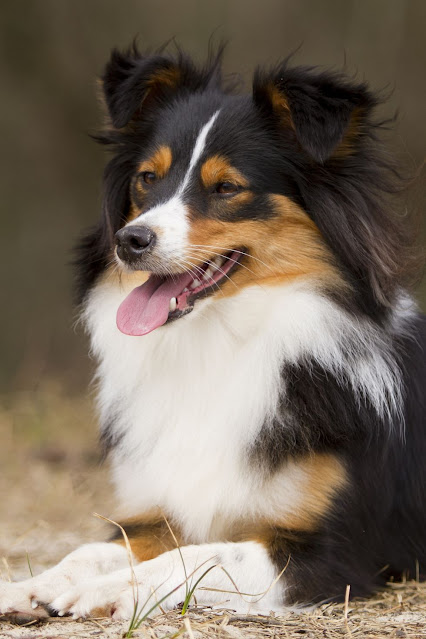 Border Collie-Sheltie